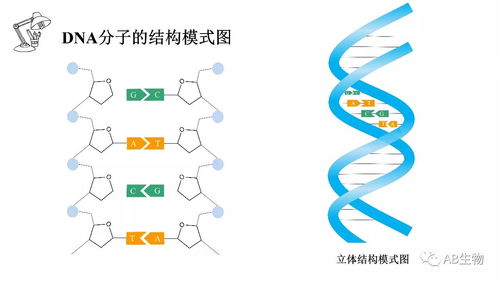 高中生物ppt素材高清版去哪里找