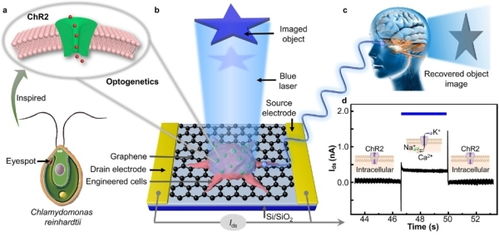 沈阳自动化所等研发出基于光遗传工程化细胞的类生命视觉感知成像器件
